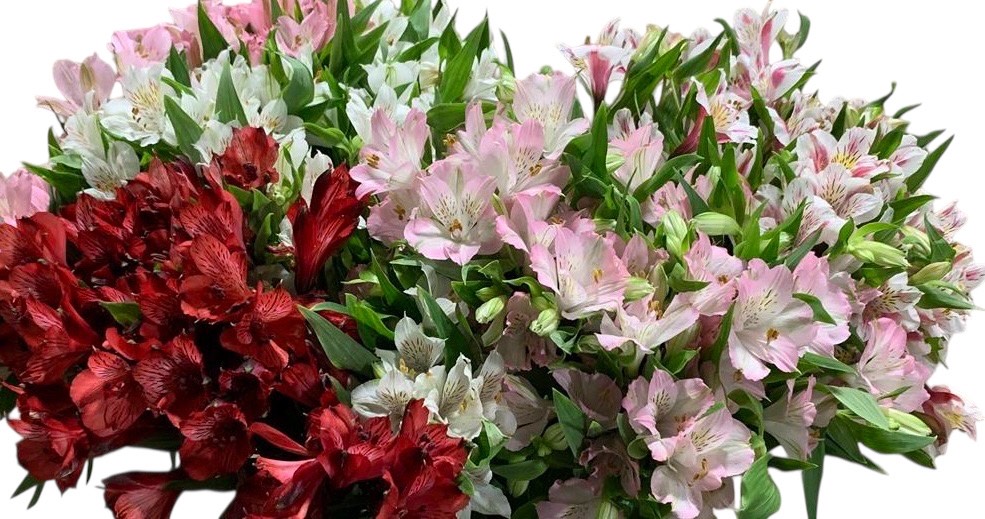 Klasikinė rožių puokštė