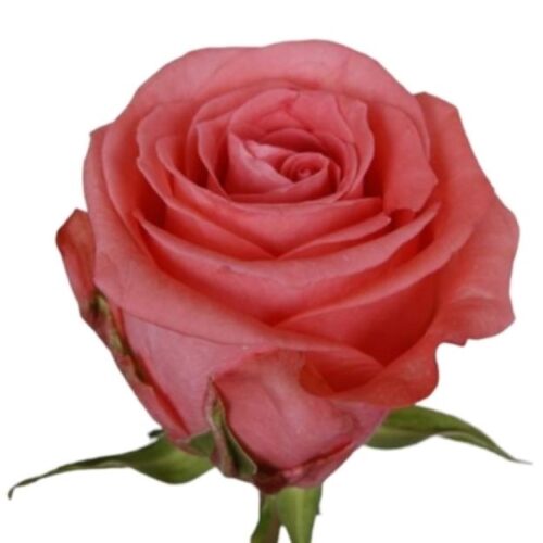 Klasikinė rožių puokštė