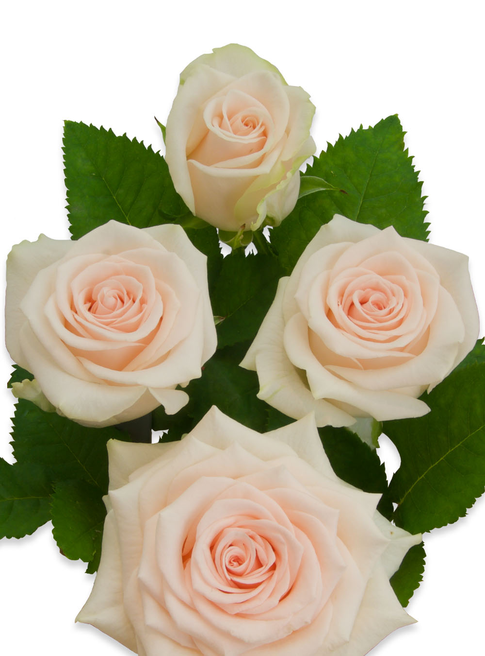 Klasikinė rožių puokštė